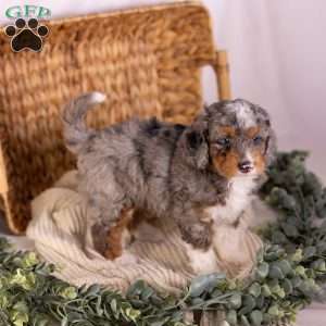 Caroline, Mini Bernedoodle Puppy
